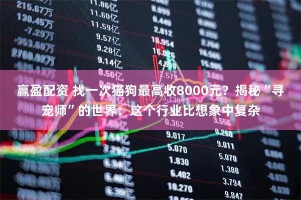 赢盈配资 找一次猫狗最高收8000元？揭秘“寻宠师”的世界：这个行业比想象中复杂